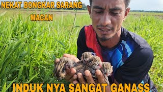 SULIT DITEMUKANTERNYATA DISINI MACAN BERSARANG [upl. by Yecniuq]