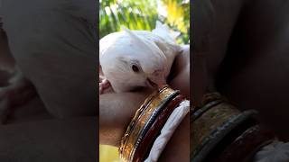 Baby Patchless Cockatiel🕊❤️🥰cockatielbird patchless birds shorts [upl. by Yvehc]