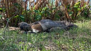 Conservancy Biologists See Invasive Burmese Python Consuming a Deer [upl. by Noyes]