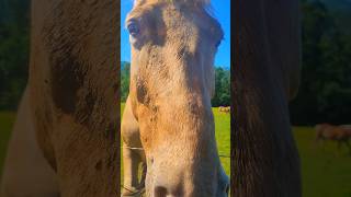 Friendly Cades Cove Horse leggsoutdoors smokymountains cadescove [upl. by Thalia]