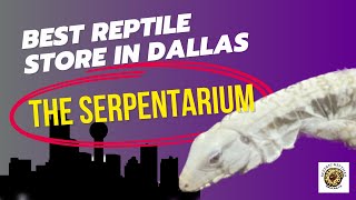 Best Reptile Store in Dallas The Serpentarium pets reptiles dallas petstore [upl. by Lichtenfeld129]