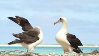 Dancing Laysan Albatrosses [upl. by Aeslehc]