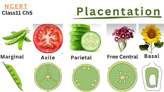 Biology NCERT Class11 Chapter5 Morphology of Flowering Plants  Placentation [upl. by Eiramanit]