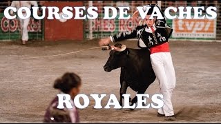 COURSES DE VACHES ROYALES  SAINT PÉE SUR NIVELLE [upl. by Aplihs]