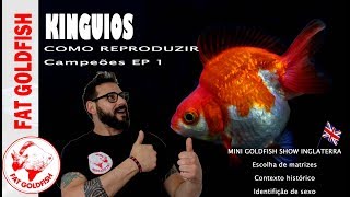 KINGUIOS EP 1  COMO CRIAR E REPRODUZIR CAMPEÕES [upl. by Haymes]