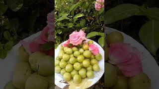 Greengage plumHunza ka gundaruviral videoNatural Beauty [upl. by Llewkcor]