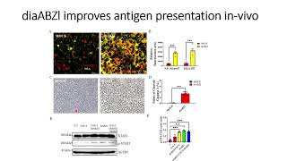 DiaBZl stimulates NYESO1 antigen expression invivo Code 706 [upl. by Llewxam]