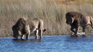 2013 34 Bilimangenge males [upl. by Mitchiner]