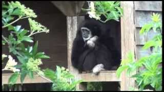 Bioparc Zoo de Doué la Fontaine [upl. by Najed]