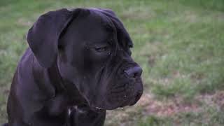 The Cane Corso  A Powerful and Loyal Italian Mastiff [upl. by Brita]