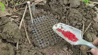 Red Elderberry Propagation from Seed In Situ Forest Method [upl. by Caressa119]