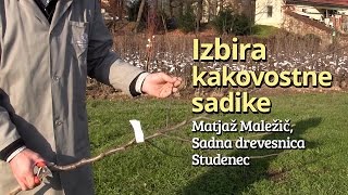 Izbira kakovostne sadike [upl. by Mill]