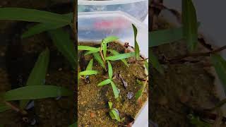 আমাদের বক্সে লাগানো গাছগুলোর আপডেট ☘️ Emersed Plant Setup update ☘️ rafsunfishtank aquarium plant [upl. by Shinberg]