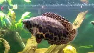 Ctenopoma Actirostre in my quotAfricanquot tank Synodontis Congo Tetras Snakeskin Gourami [upl. by Yellac861]