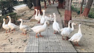 vajra nature park in cantt viralvideo trendingshorts foryou famousshorts youtubevideo [upl. by Hsaka]