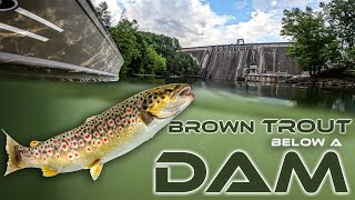 Tons of Trout Below the Dam [upl. by Sivraj]