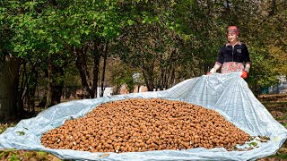 Harvest Walnuts in the village  Delicious traditional dessert recipes with fresh walnuts [upl. by Htenay607]