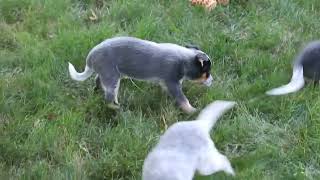 Blue Heeler Puppies For Sale [upl. by Roch62]