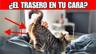 4 razones por las que los gatos te ponen el TRASERO EN LA CARA  ¿Qué significa [upl. by Benco780]