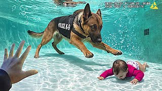 When Police Dogs Save Lives [upl. by Katalin309]