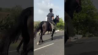 Hoofbeats and heartbeats entwined dosti shortvideo trending horse morning friends morning [upl. by Walley]