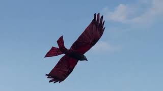 Large Redkite TestFlight 290724 [upl. by Lakym]