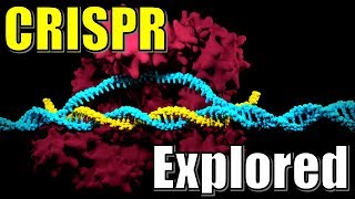 CRISPR and CAS9 Protein Complex Explained  The Science behind the Prokaryotic Immune System [upl. by Airuam]