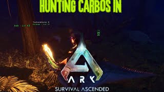 Ark Survival Ascended Hunting Carbos For Chitin [upl. by Hynes883]