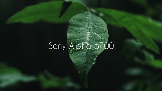 Sony A6700 Macro Film Sony 90mm F28 [upl. by Atsugua825]