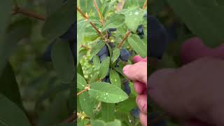 Picking Haskap Berries [upl. by Burck]