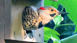 Northern Flicker Nest Box MiniDocumentary [upl. by Eide]