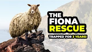 Rescuing the worlds LONELIEST SHEEP [upl. by Aytida]