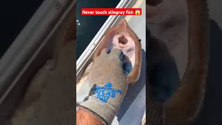 stingray fish attack 😱 new facts trending latest amazingfacts stingray shorts 1minfacts [upl. by Kcirdla]