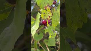 scuppernongwild grapes Muscadine whateverjust give me a ride home in 28 days from now 🍷🍷🍷🍷 [upl. by Patty]