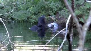 Otters in Our Canal in South Florida on Thanksgiving [upl. by Callan383]