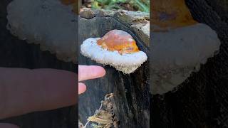 Polypore 💧 guttation fungi sensory asmr [upl. by Thay172]