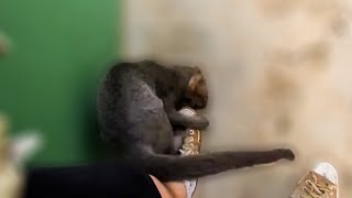 Rescued jaguarundi decides to go for my foot [upl. by Grevera734]