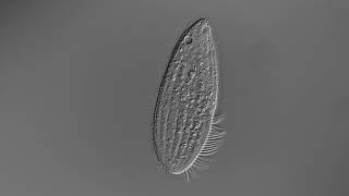 A small psamophile ciliate [upl. by Naesal]