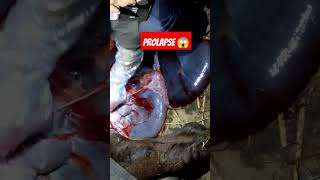 prolapse cow vet viralvideo ytshorts trendingshorts cure bvetcenter5214 [upl. by Scheider]