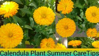 Calendula Plant Summer care tips [upl. by Andrew862]