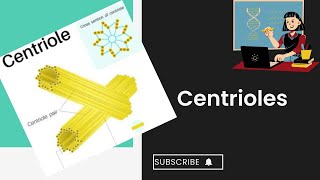 Centrioles l cell structure and function l XI biology [upl. by Moreno734]