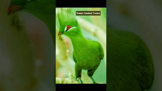 TURACOS are unique beautiful birds with stunning plummage Here are a few of the various types [upl. by Yenttihw39]