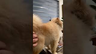 Ever thought of muzzles for your dog This is working like share pets pomeranian subscribe [upl. by Esirrehc669]