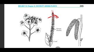 Inflorescence arrangement of flowers on axis class 11 cymose racemose compound botany biology [upl. by Nnylak]