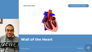 Histology of Cardiac Muscle Fibers amp Wall of the Heart [upl. by Aivull]