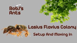 New Large Lasius Flavus Colony 2 Arrival And Move In [upl. by Lucinda]