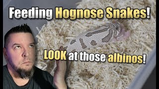 MASSIVE Hognose Feedings Look at those babies feed [upl. by Eded817]