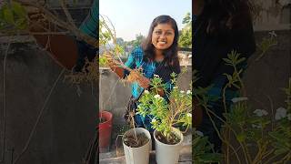 সারাবছর ফুল দেয় বলে কে সদা বাহার বলে ☺️ gardening prakriti pari minivolg 141 [upl. by Egidius]