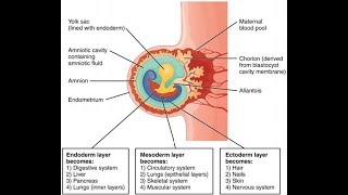 Dr Chikly’s Paradigm Shifts in Embryology PSE  A Clinical and Embodied Embryology Course [upl. by Eenwat]