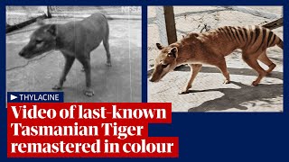 Tasmanian tiger video footage of lastknown thylacine remastered and released in 4K colour [upl. by Bonn]